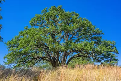1495 Walnut Springs Road, Johnson City, TX 78636 - Photo 7