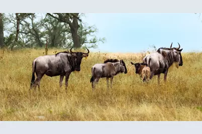 556 Cliff View-Lot 53 Loop, Harper, TX 78631 - Photo 3