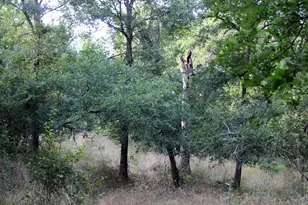 108 Sorrel St, Red Rock, TX 78662 - Photo 19