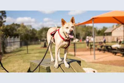 205 Oswalt Way, Liberty Hill, TX 78642 - Photo 7