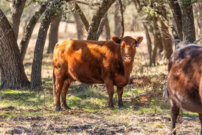 4772-1 County Road 340, Burnet, TX 76905 - Photo 13