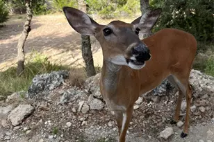 13326 Trautwein Rd, Austin, TX 78737 - Photo 35