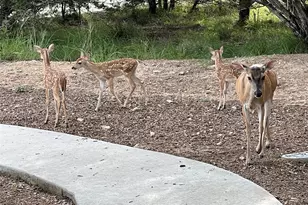 13326 Trautwein Rd, Austin, TX 78737 - Photo 33