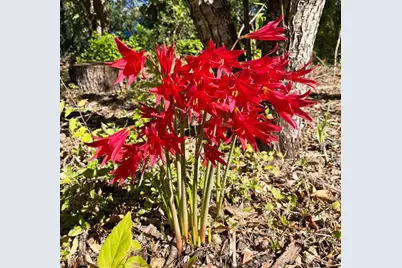 7607 Forest Wood Road, Austin, TX 78745 - Photo 25