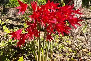 7607 Forest Wood Rd, Austin, TX 78745 - Photo 25