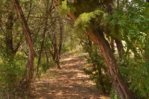 2408 Claret Cove, Austin, TX 78748 - Photo 35