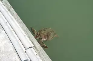 318 W Cotter Ave, Port Aransas, TX 78373 - Photo 13