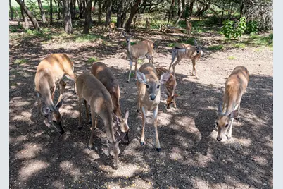 48 Wood Glen Drive, Wimberley, TX 78676 - Photo 39