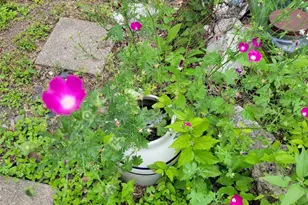 1524 Weyford Dr, Austin, TX 78757 - Photo 33