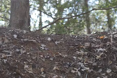 1135 Private Road 7039, Lexington, TX 78947 - Photo 17