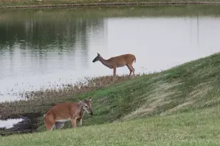 236 Egret Ln, Austin, TX 78737 - Photo 25