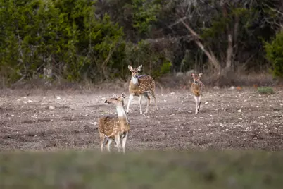 641 Patterson Creek Road, Leakey, TX 78873 - Photo 13