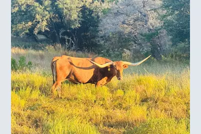 01 Purple Sage Road, Blanco, TX 78606 - Photo 5