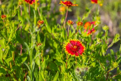 Lot 50 Mountain Laurel Lane, Spicewood, TX 78669 - Photo 31