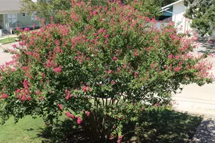 301 E 34th St, Austin, TX 78705 - Photo 5