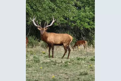 - Private Road 4718 Lot 81 Land, Kempner, TX 76539 - Photo 7