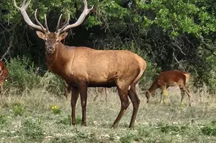 - Private Road 4718 Lot 81 Land, Kempner, TX 76539 - Photo 7