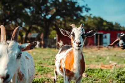 435 Spangenberg Road, Blanco, TX 78623 - Photo 37