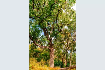 159 Brushy Creek Trail, Hutto, TX 78634 - Photo 3