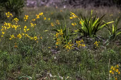 18333 Hidden Ridge Place, Leander, TX 78645 - Photo 39