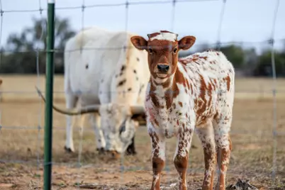 888 Dietrich Road, Fredericksburg, TX 78624 - Photo 35