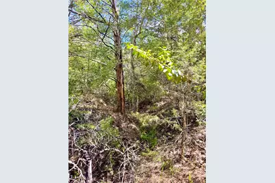 Tbd 50.62 Acres Rabel Road, Rosanky, TX 78953 - Photo 11