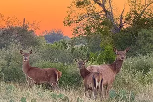 0 River Shoals Dr, Kempner, TX 76539 - Photo 23