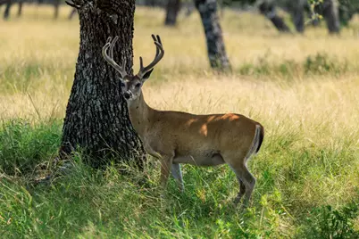 Lot 88 Stock Pond Drive, Harper, TX 78631 - Photo 9