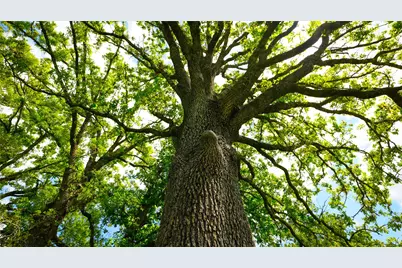 8770 Lee Lane, Madisonville, TX 77872 - Photo 21