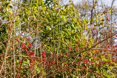 13017 Bob Johnson Lane #C, Manchaca, TX 78652 - Photo 11