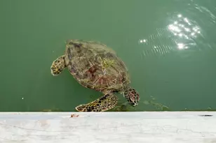 318 W Cotter Ave, Port Aransas, TX 78373 - Photo 11