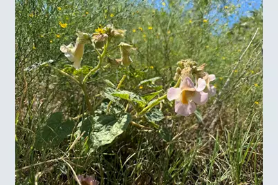 10.15 Ac Fm 2409 Road, Temple, TX 76504 - Photo 15