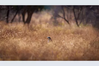 20775 County Road 1445, Paint Rock, TX 76866 - Photo 21