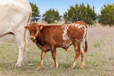 1283 Rattlesnake Trail, Burnet, TX 78611 - Photo 37