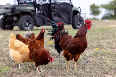 1283 Rattlesnake Trail, Burnet, TX 78611 - Photo 39