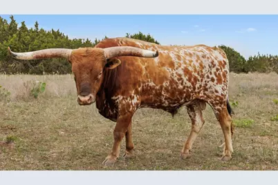 1283 Rattlesnake Trail, Burnet, TX 78611 - Photo 35