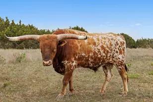 1283 Rattlesnake Trl, Burnet, TX 78611 - Photo 35