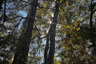 411 Laura Ln, Bastrop, TX 78602 - Photo 1