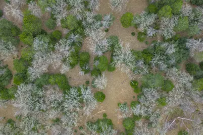 150 Turner Lane, Paige, TX 78659 - Photo 35