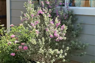 202 Big Sandy Creek Dr, Hutto, TX 78634 - Photo 37