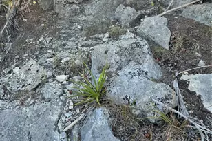 108 Oak Ridge, Dripping Springs, TX 78620 - Photo 5