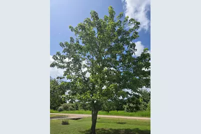 184 Kahana Lane, Bastrop, TX 78602 - Photo 5