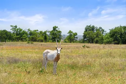 234 Elk Run Cove, Blanco, TX 78606 - Photo 3
