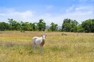 234 Elk Run Cove, Blanco, TX 78606 - Photo 3