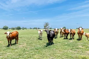 605 Fm 1682, Leesville, TX 78122 - Photo 25