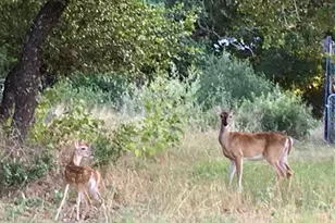 729 Nomad Dr, Spicewood, TX 78669 - Photo 39