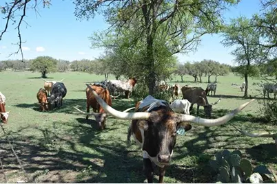 2116 County Road 403, Marble Falls, TX 78654 - Photo 19