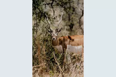 Lot 6 Sunset View Court, Johnson City, TX 78636 - Photo 19