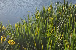 5145 Corelli Falls, Round Rock, TX 78665 - Photo 31