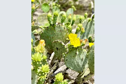 684 Stoneleigh Road, Center Point, TX 78010 - Photo 39